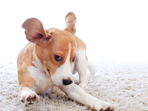 How to Clean Dog Diarrhea Off the Carpet