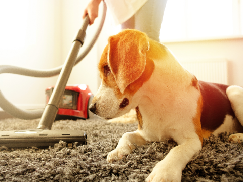 7 Carpet Cleaning Tips